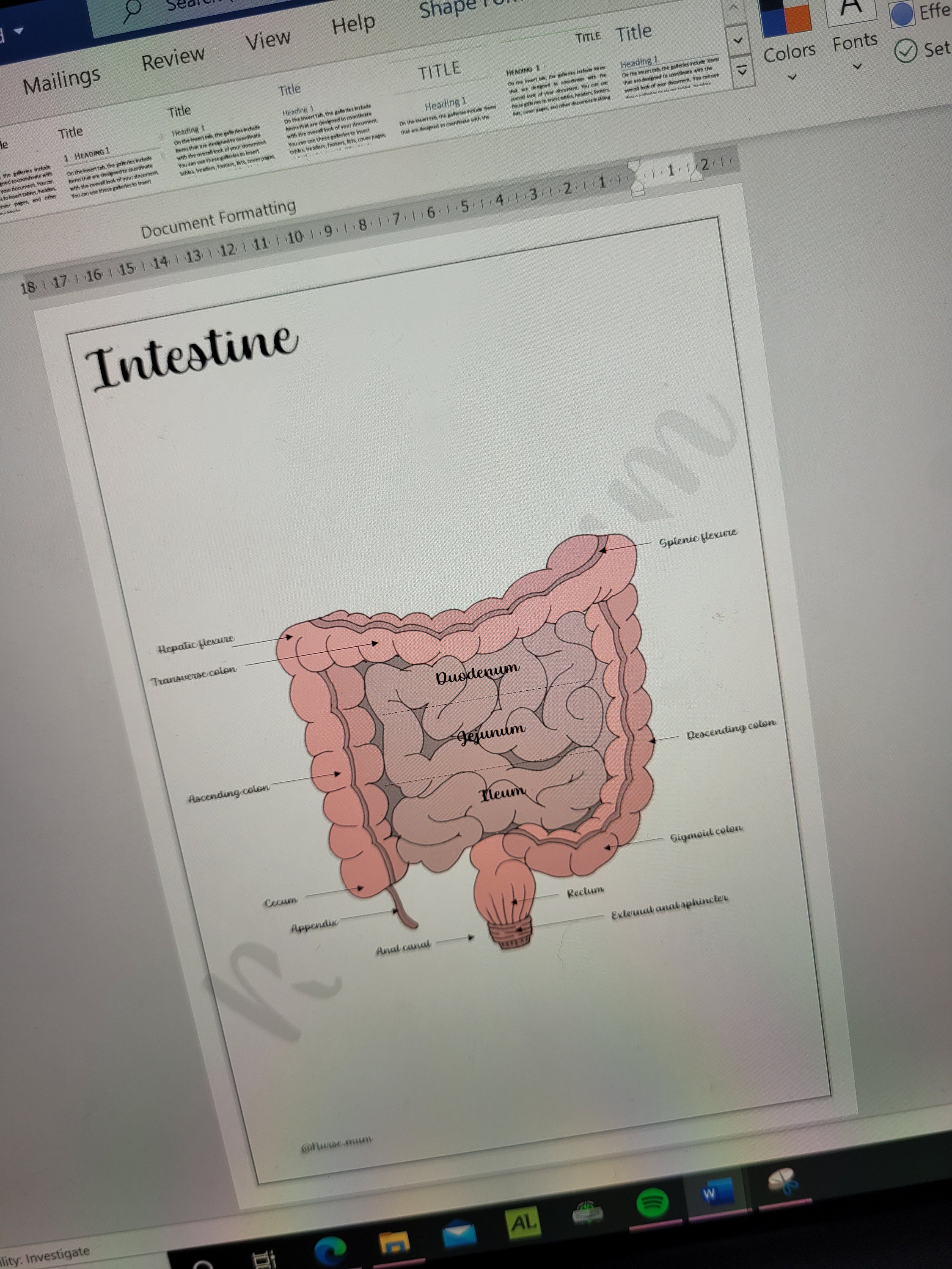 Intestine Chart.pdf Anatomy of the Intestine - Etsy
