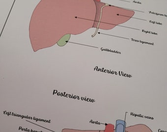 Liver anatomy poster