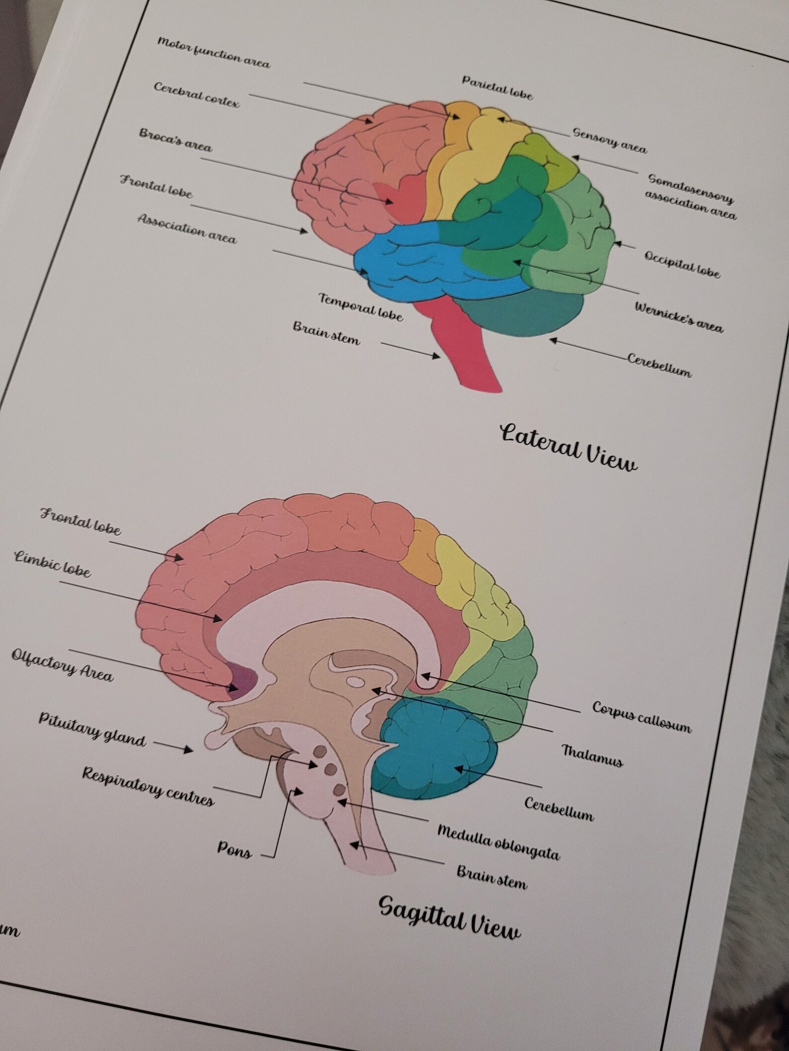 Anatomy and Functional Areas of the Brain - Etsy
