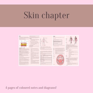 May include: A pink and brown educational graphic with the text "Skin chapter." The image features four pages of colored notes and diagrams, including illustrations of skin layers, human anatomy, and a diagram of a mouth. The bottom of the image reads "4 pages of coloured notes and diagrams!"