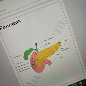 Può includere: Diagramma anatomico del pancreas, della cistifellea e degli organi correlati. Il diagramma è etichettato con termini come "Testa", "Corpo" e "Coda". L'immagine è su sfondo bianco con la parola "Pancreas" in corsivo.