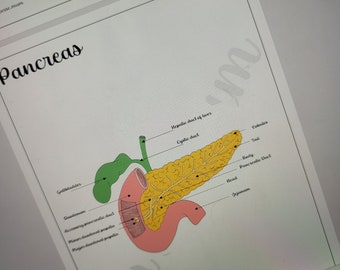 Anatomy of the pancreas