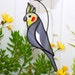 see more listings in the Parrots section