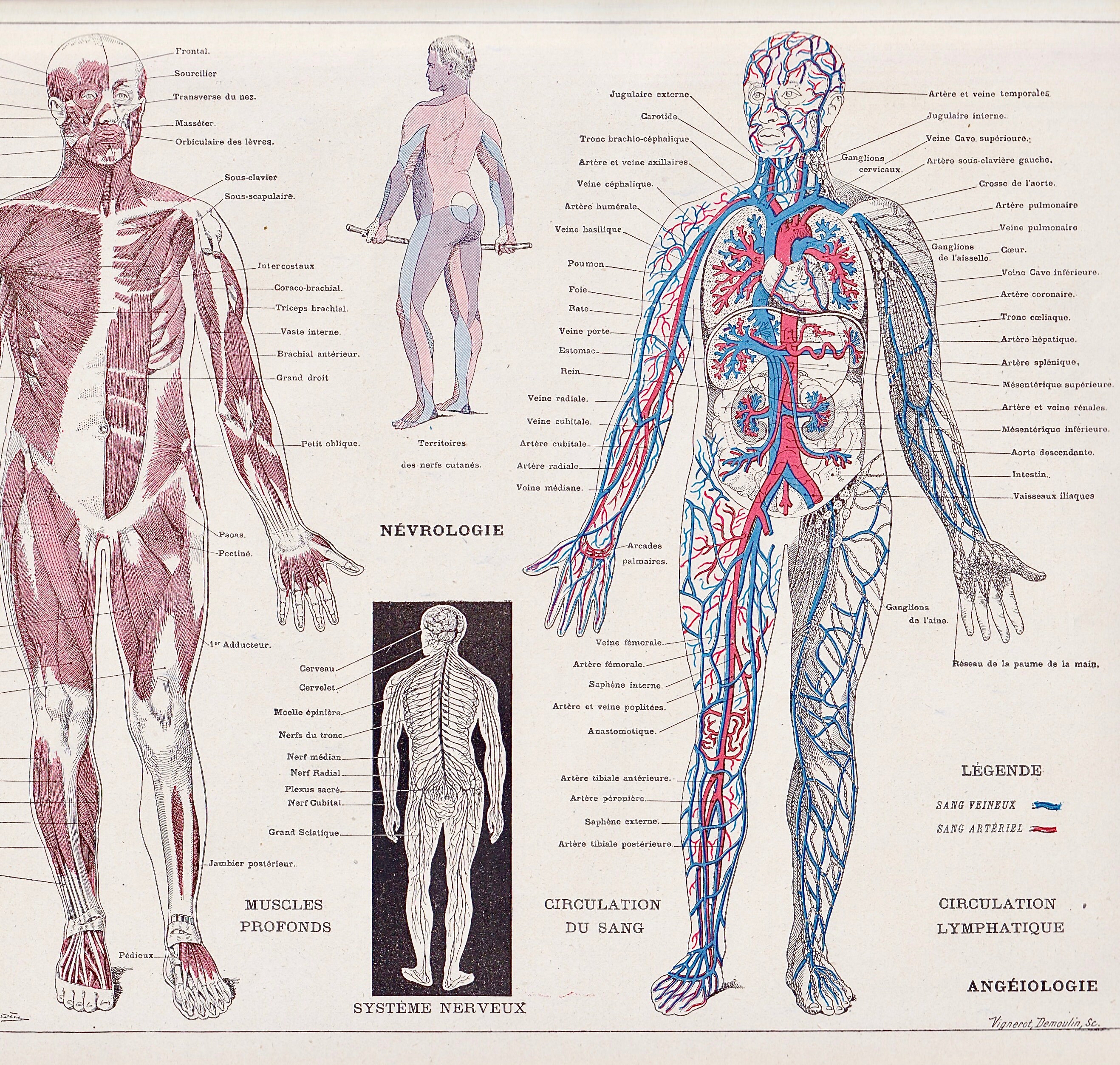 French antique anatomie humaine planche illustrée originale Etsy