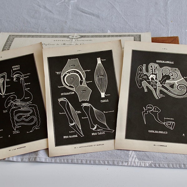 Anatomie 2000 jeu vintage - Collection