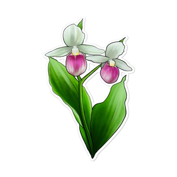 Pink And White Lady's Slipper Flower Illustrations Sticker