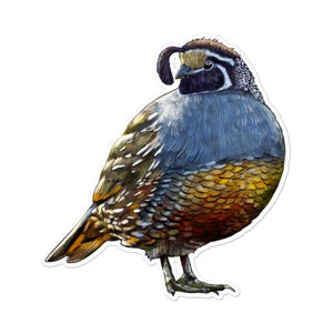 California Quail Sticker