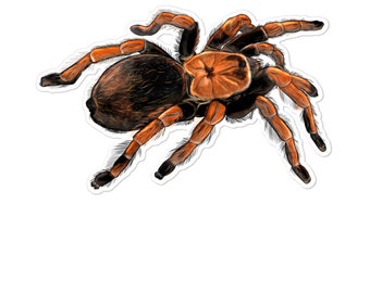 Mexican Red Knee Tarantula Sticker