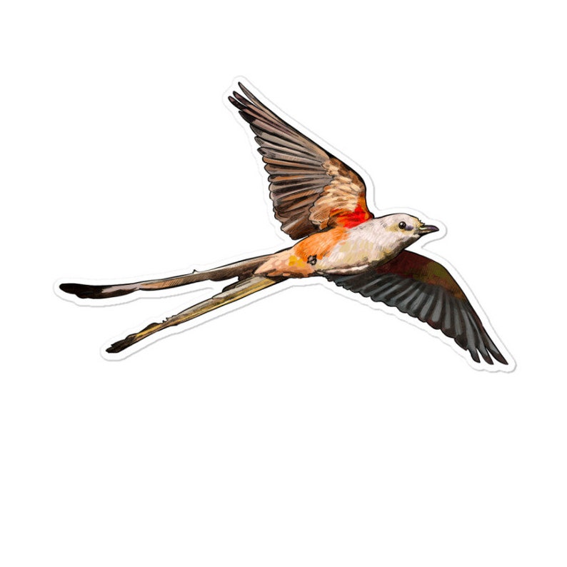 Scissor Tailed Flycatcher Bird Sticker image 1