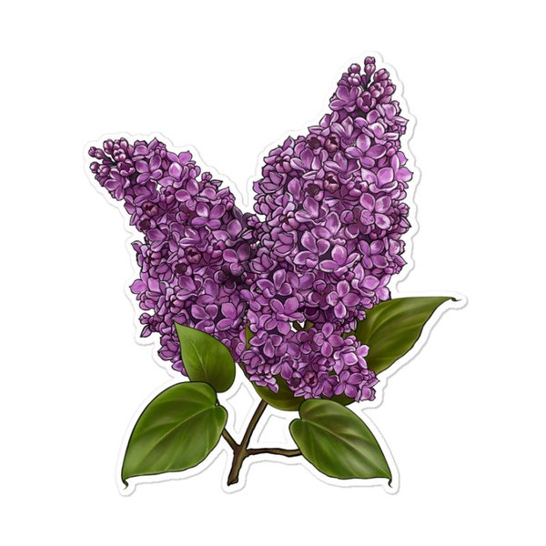 Purple Lilac Flower Illustrations Sticker