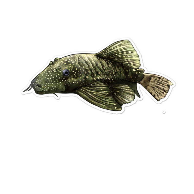 Bristlenose Placo Sticker image 1