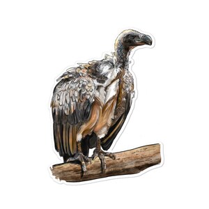 Vulture Bird Sticker