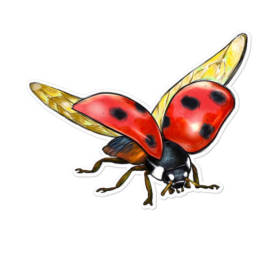 Ladybug voladora clearance