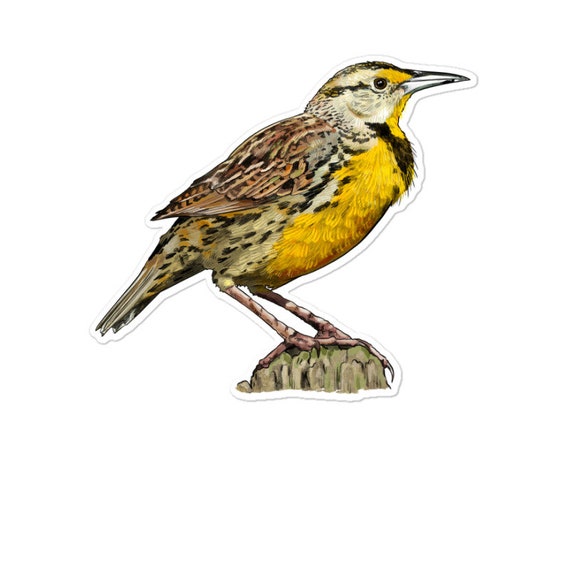 Western Meadowlark Sticker