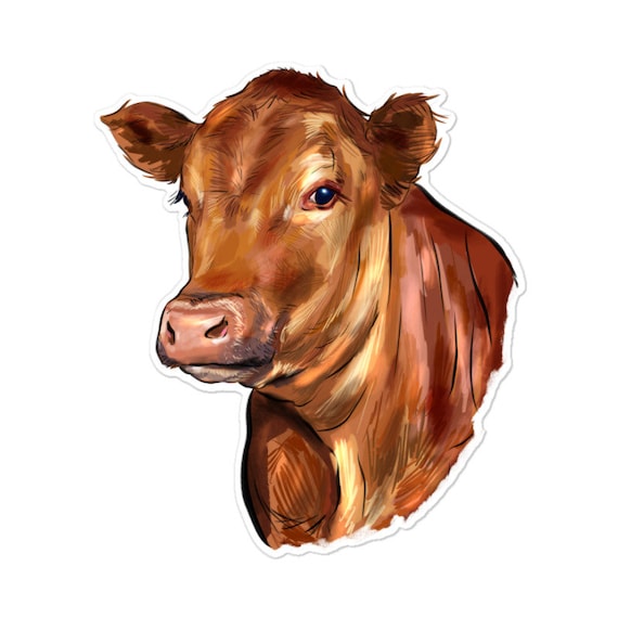 Red Angus Cattle Cow Sticker