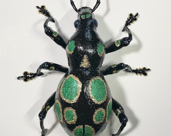 Pachyrrhybchus Gemmatus Weevil