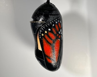 Hand-Painted Monarch Butterfly Chrysalis Sculpture: Paper Mache, 12 3/8&quot;