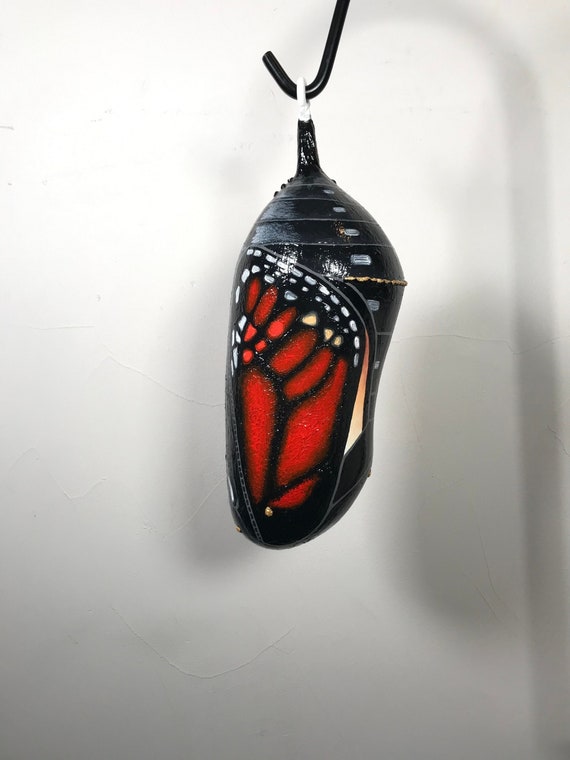 12 3/8 Ready to Emerge Monarch Butterfly Chrysalis Etsy