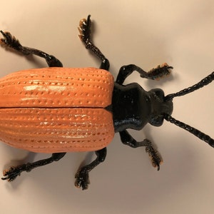 May include: A close-up of a bright orange and black beetle with a textured body. The beetle has long antennae and six legs.