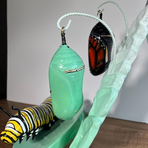 Monarch Metamorphosis Display - Etsy