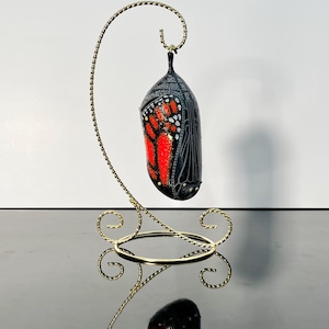 Hand Crafted Monarch Chrysalis 'Ready to Emerge' Sculpture with Stand
