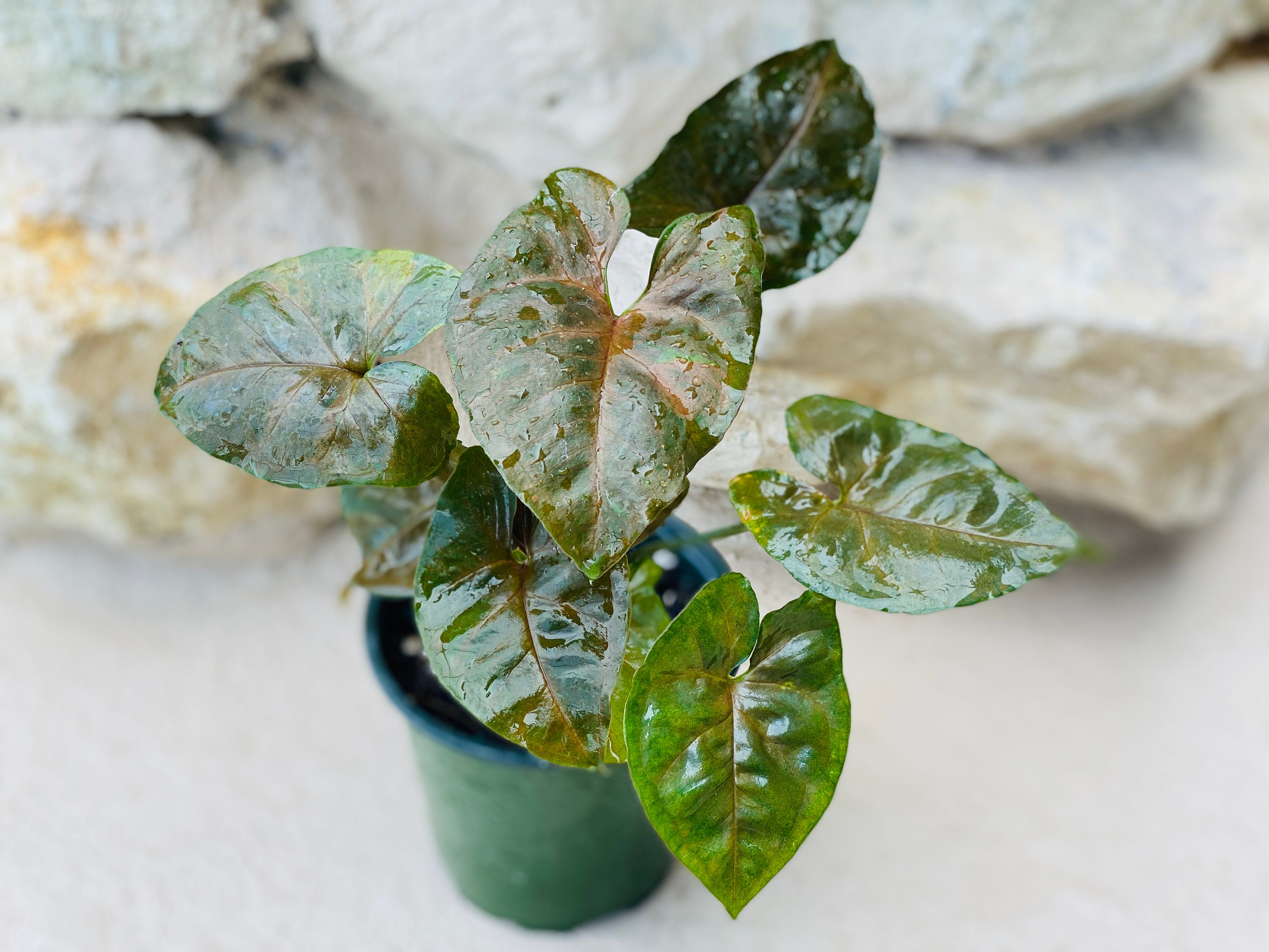 Syngonium Maria Allusion 4 Pot Etsy