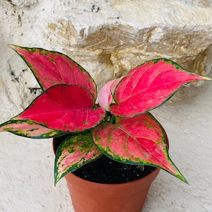Aglonema Lucky Red - 4&quot; pot