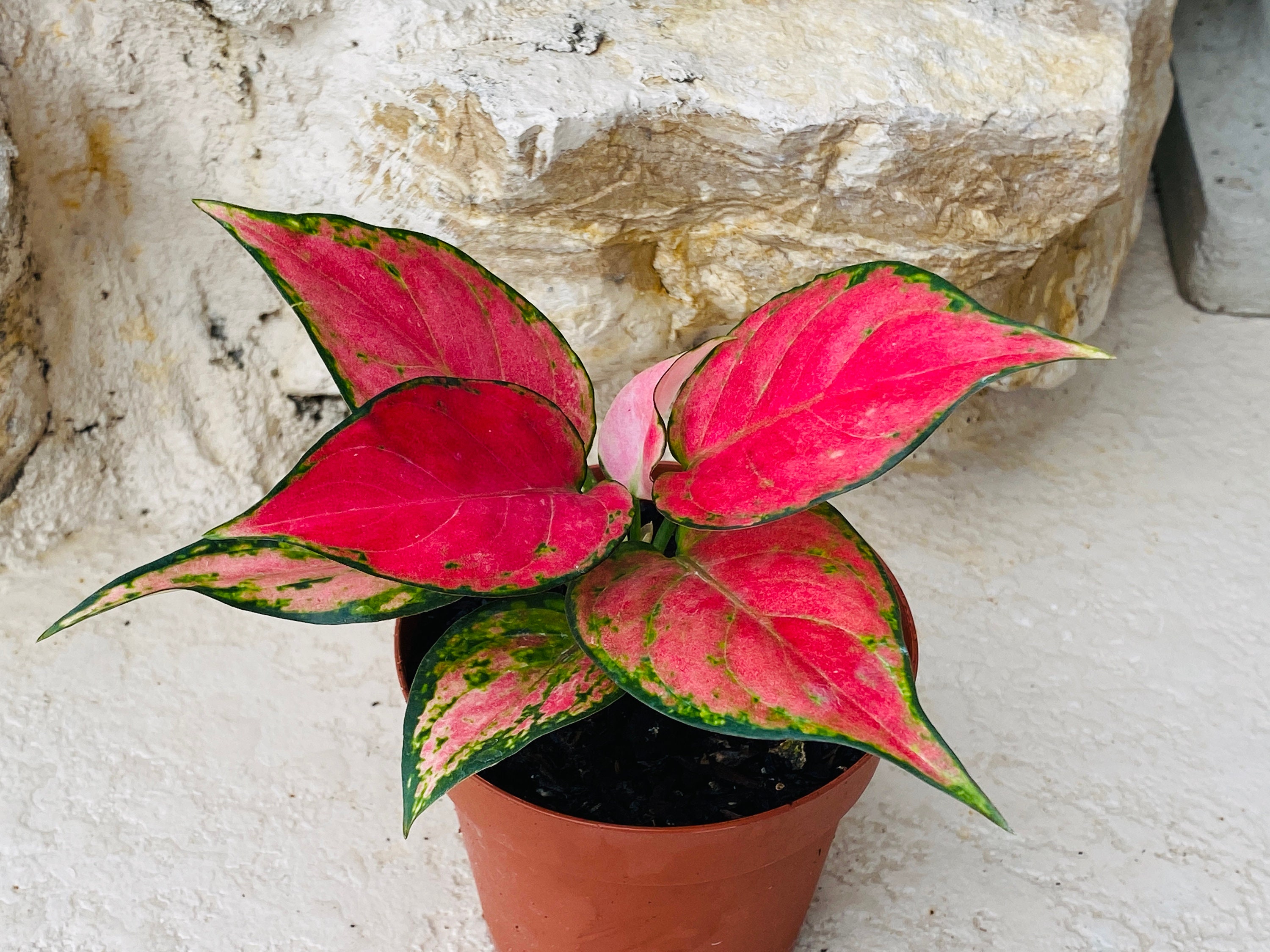 Aglonema Lucky Red - 4" Pot - Etsy
