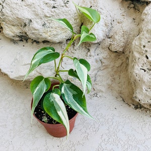 Philodendron Rio Sport Rare - Trailing