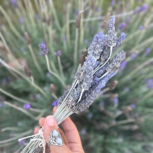 Dry Lavender Bundle / Smoke Cleanse Purify Energy Relax