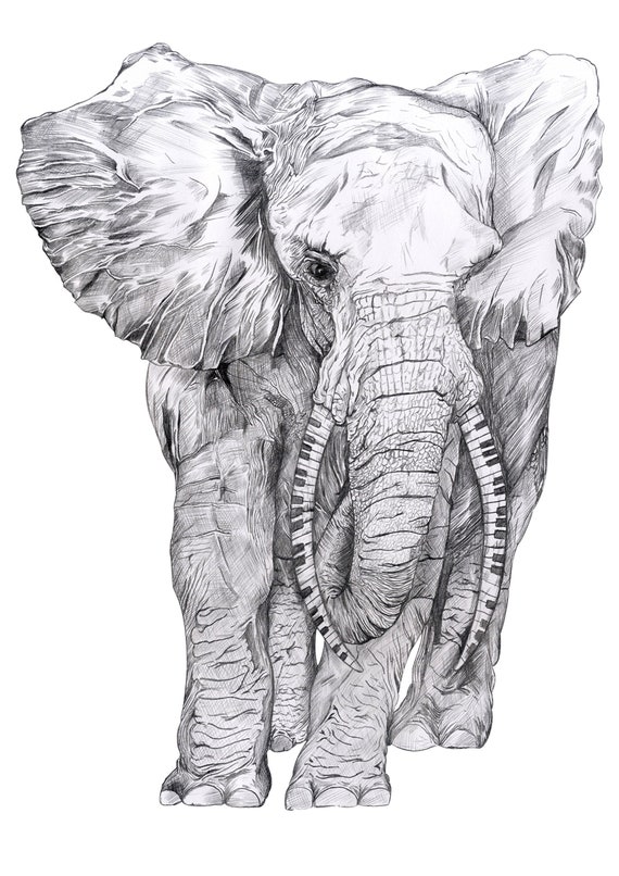 Elephant Tusk Piano Animal Drawing Original Art Illustration Ivory Keys A3  - Etsy