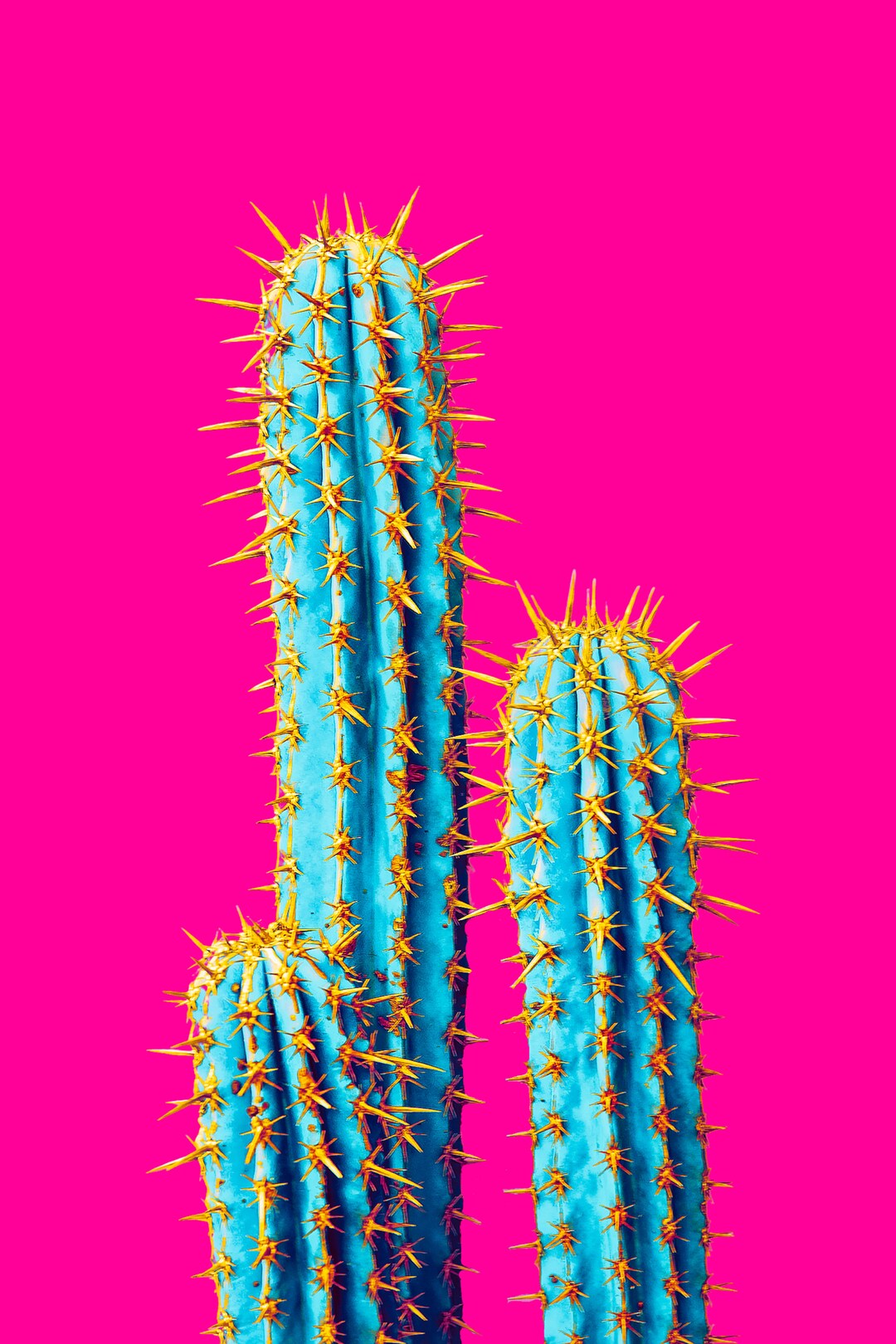 Hot Pink Cactus Print Set, Boho Desert Wall Decor (digital Download) - Etsy