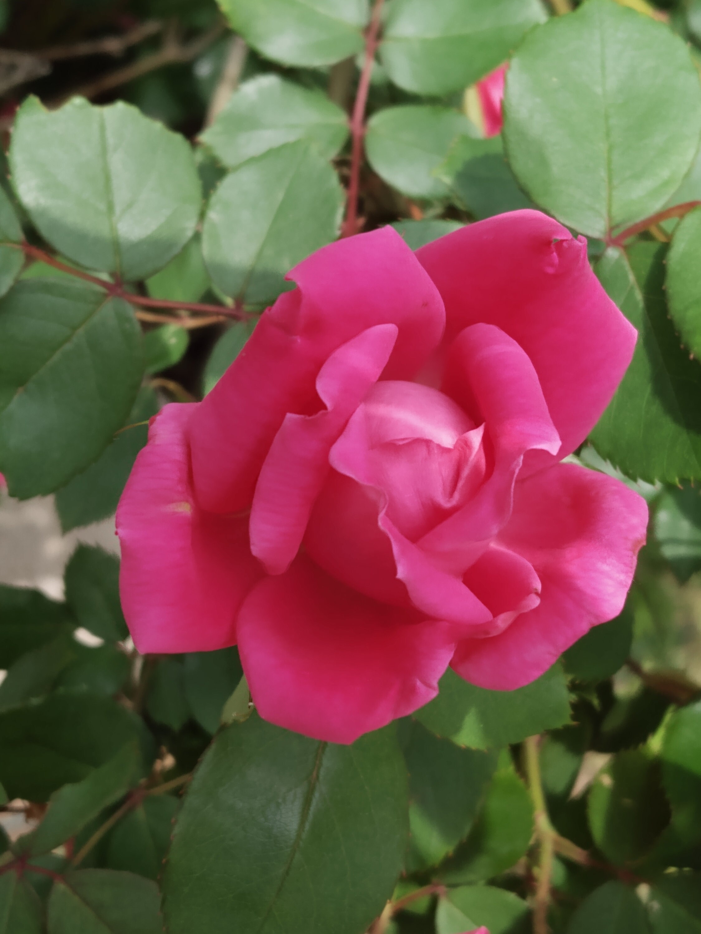 yeezy pink rose