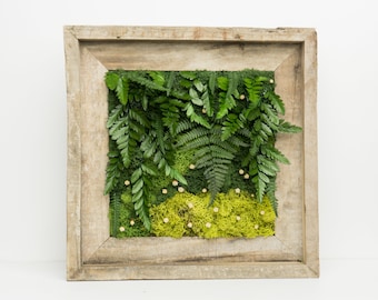 Rustic Moss Art - Real Preserved Moss ~ Real Preserved Ferns ~ 11" x 11"