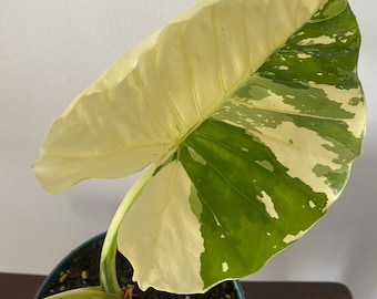 Variegated Alocasia ‘California’ - Rooted Plant 6” pot size