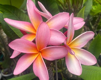 Dwarf Plumeria For Sale at Stan Denham blog