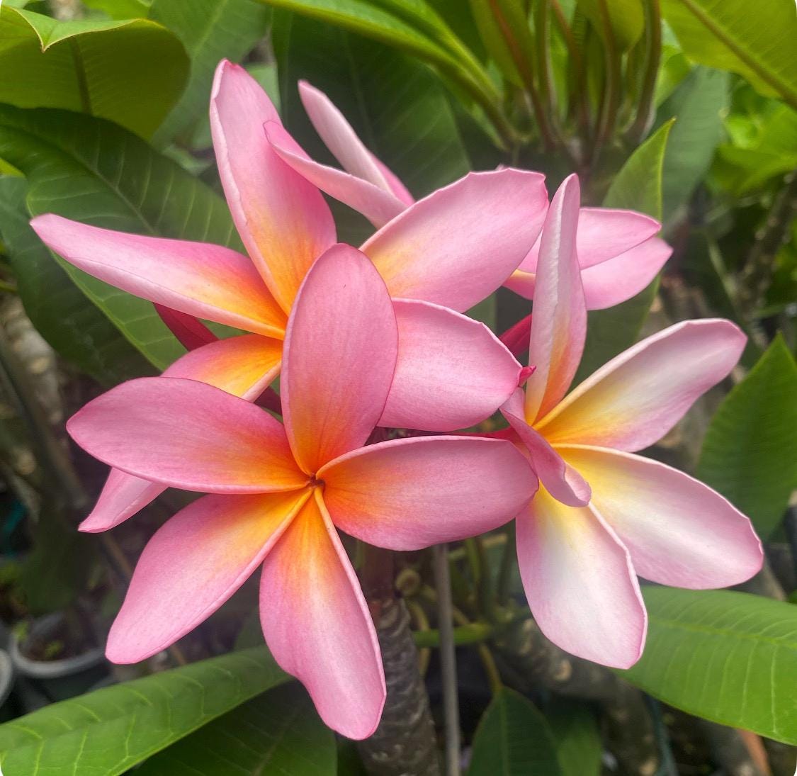 観葉植物 カリフォルニアサリー ピンクのプルメリア