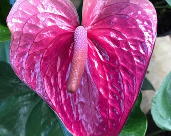 In bloom! Purple Anthurium Hawaii ‘ Utah ‘ 6” pot size