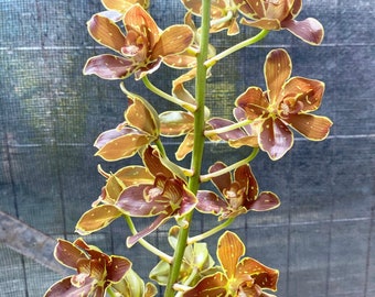 Grammatophyllum Hawaii Orchid Plant BS #2