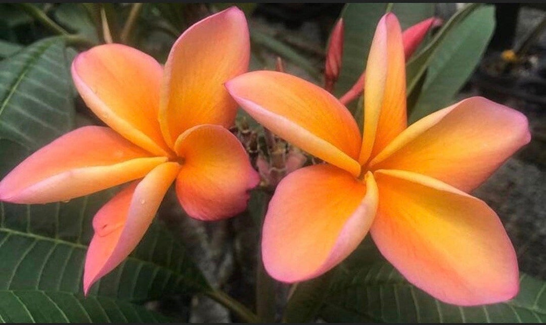 15 Fresh Plumeria Tree Seeds Hawaii gladys KT Brandt Etsy