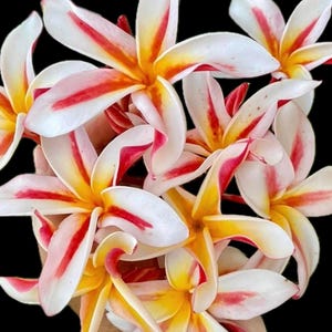 May include: A cluster of frangipani flowers with white petals, accented by red and yellow hues. The flowers have a star-like shape and are set against a black background, creating a striking contrast. The image highlights the natural beauty of the tropical blooms.
