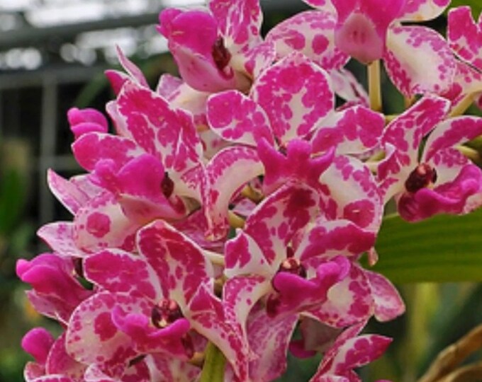 Rhynchostylis Gigantea Orchid cartoon - Etsy