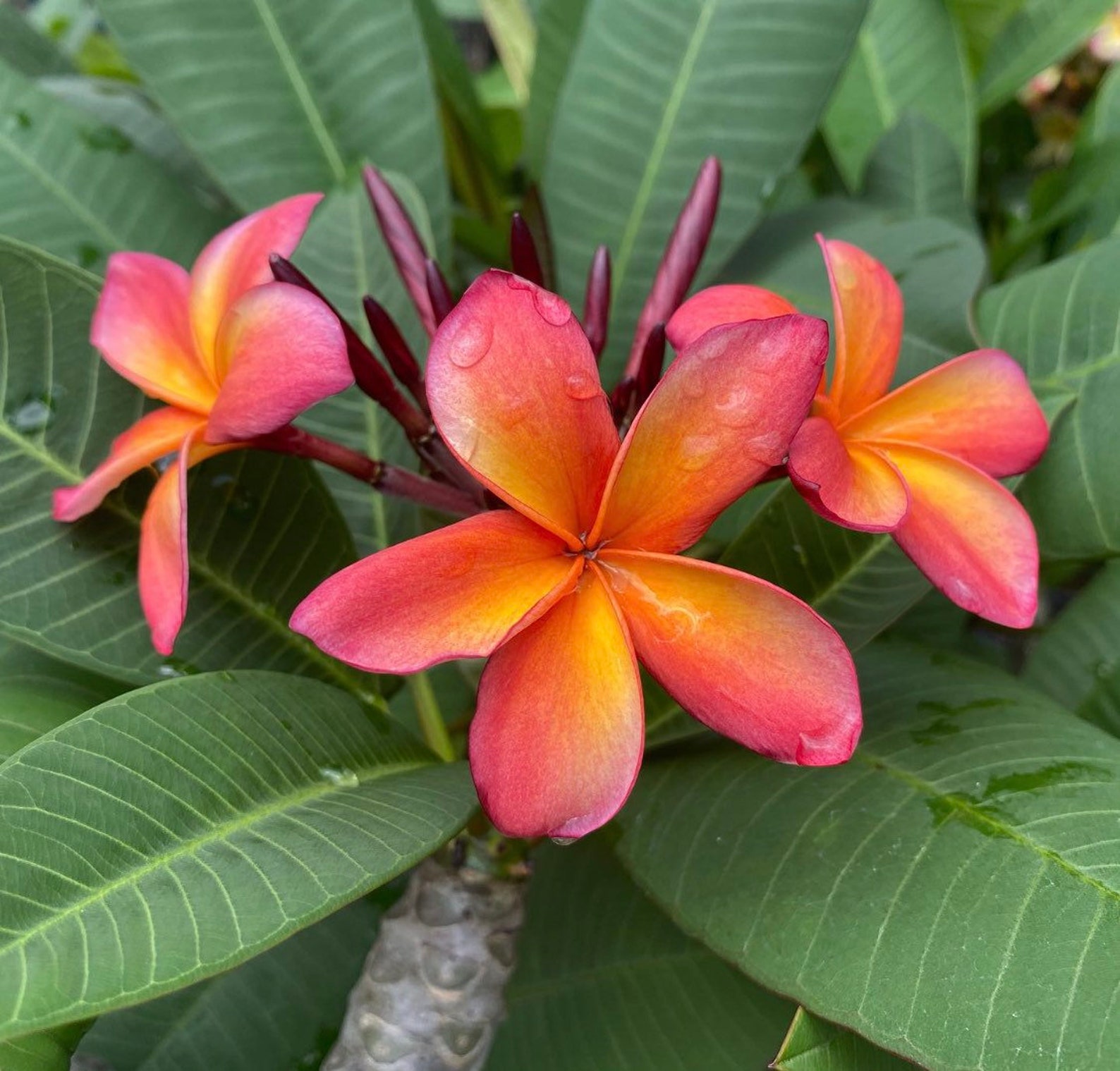 Plumeria Hawaii Rooted Plant Kona Hybrid Etsy