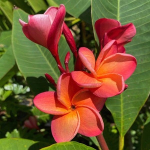 15” 2 tips - Plumeria Rooted Plant " JL Hawaiian Coral "