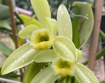 Vanilla Orchid Vine Plant - Vanilla Planifolia Grow your own vanilla beans! #1