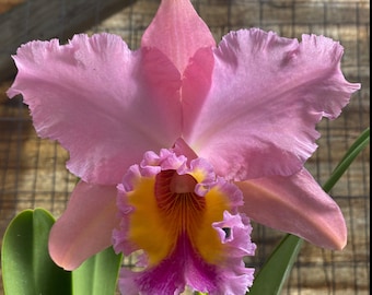Cattleya Hawaii Orchid ~ BLC George King ‘Serendipity’ BS 4” pot size