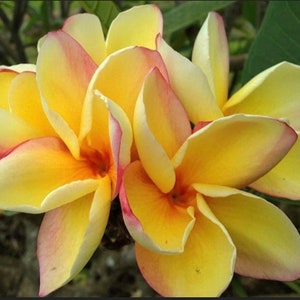 14” 2 long tips - Plumeria Hawaii Rooted Plant "Lava Flow”