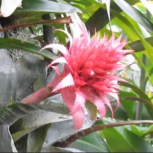 Bromeliad Aechmea Fasciata 6” pot size - Easy to Grow and Bloom!