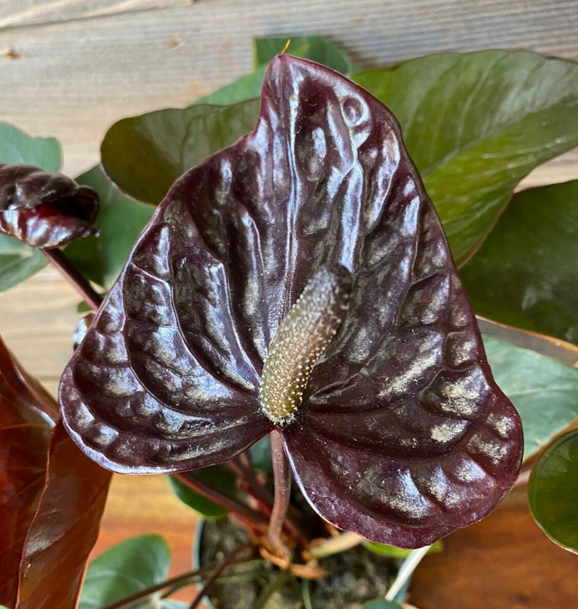 In Flower! Black Anthurium ' Black Winner ' 6 Pot Size - Etsy