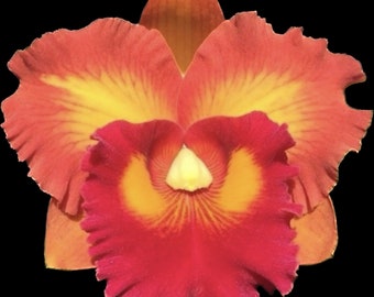 Cattleya Hawaii Orchid ~ RLC Nakornchaisri Delight #2 BS 4” pot size